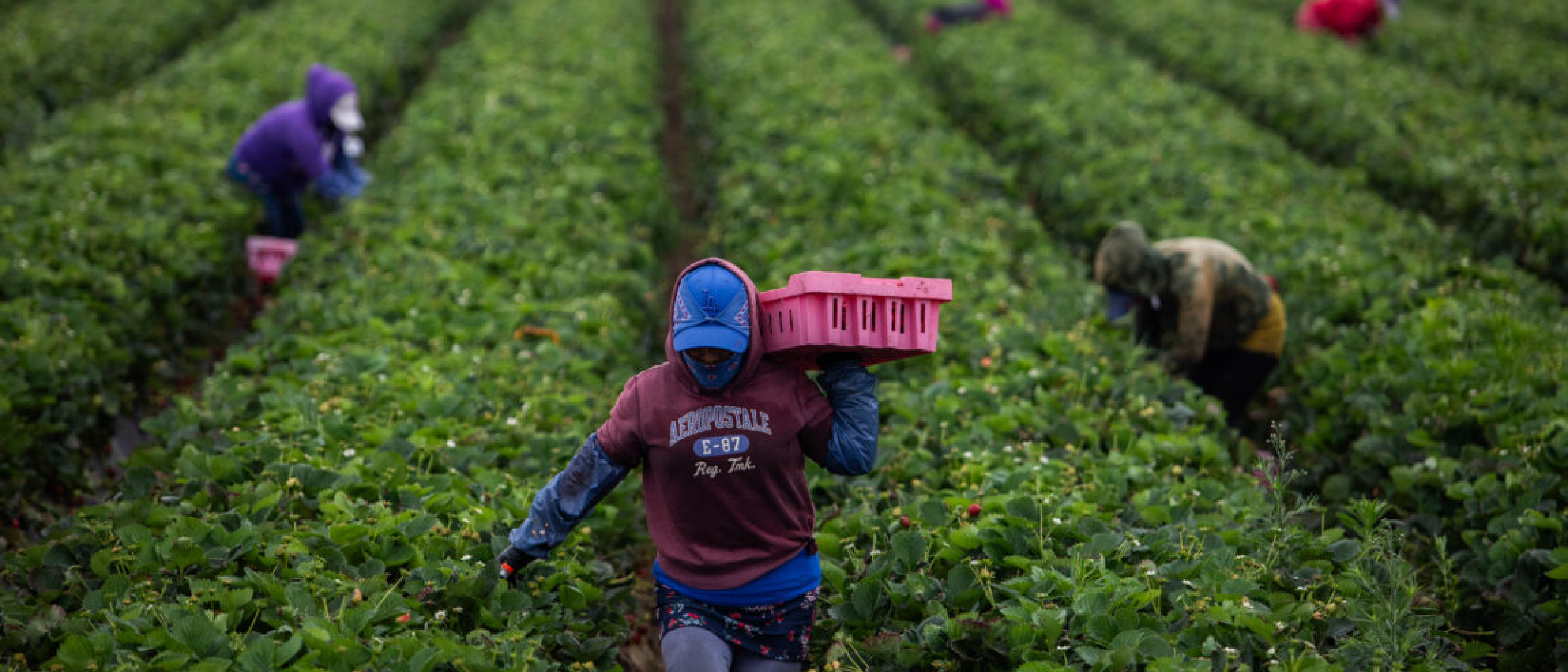 Heat Surge Boosts Pesticide Danger for US Farmworkers