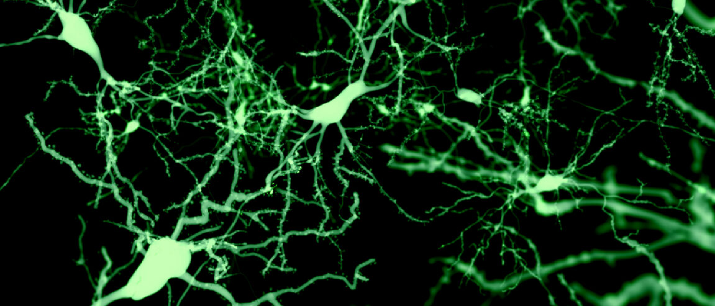 Cortical Cells That Trigger Sleep: New Nature Discovery