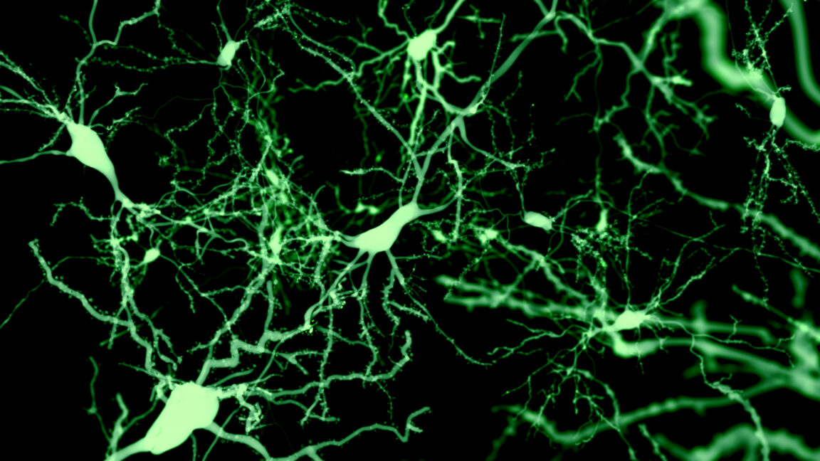 Cortical Cells That Trigger Sleep: New Nature Discovery