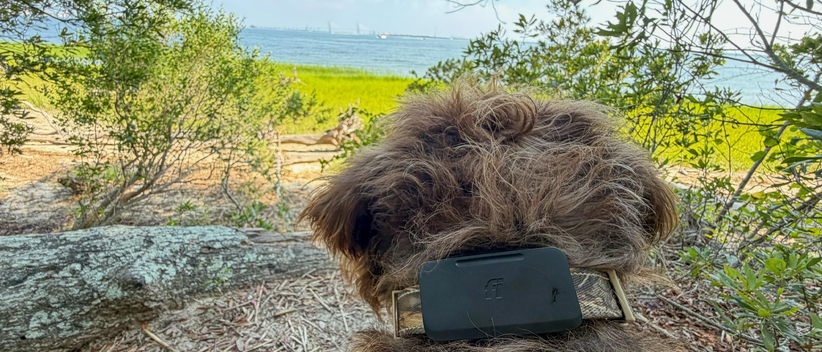 Fi's Starlink Pet Tracker
