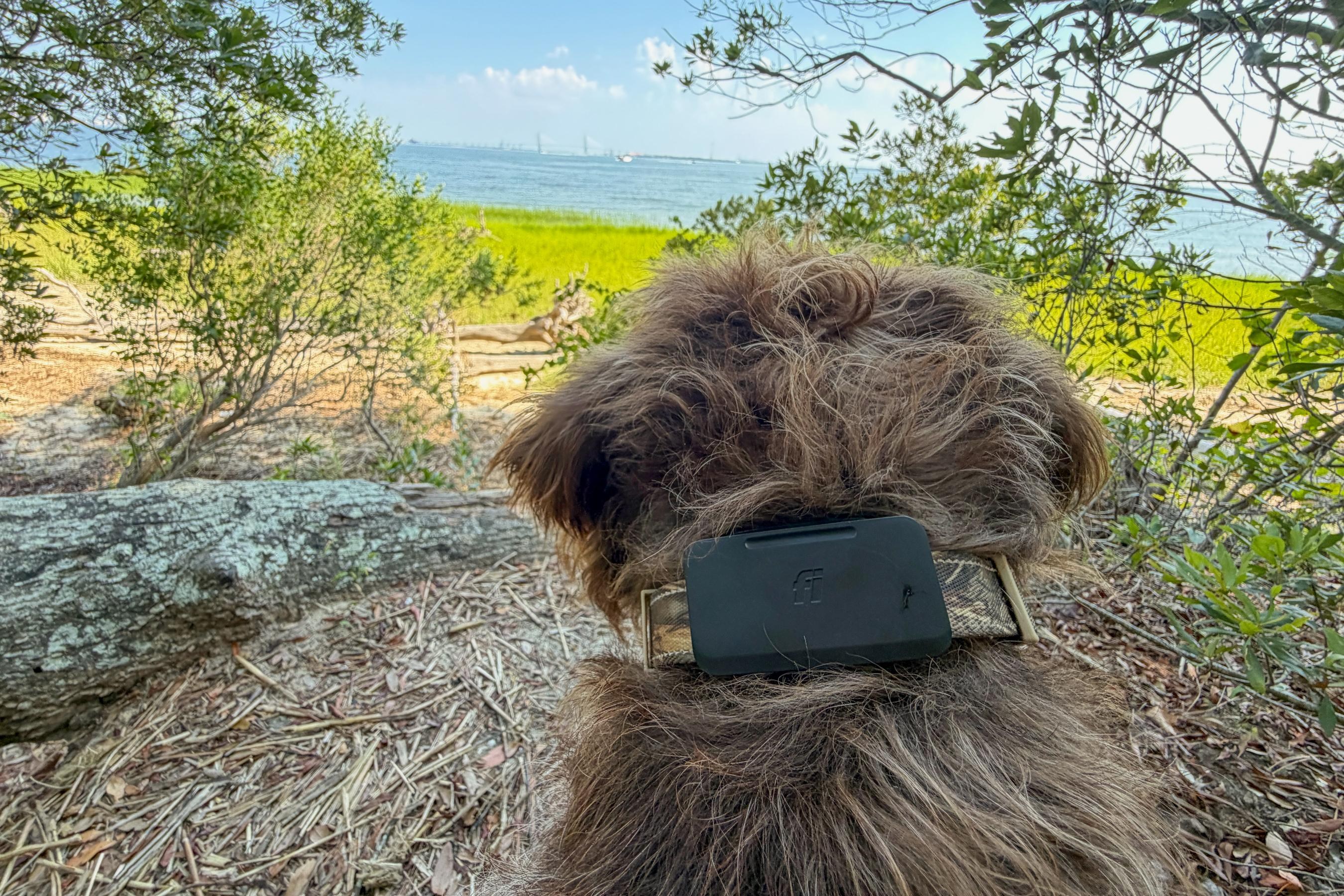 Fi's Starlink Pet Tracker