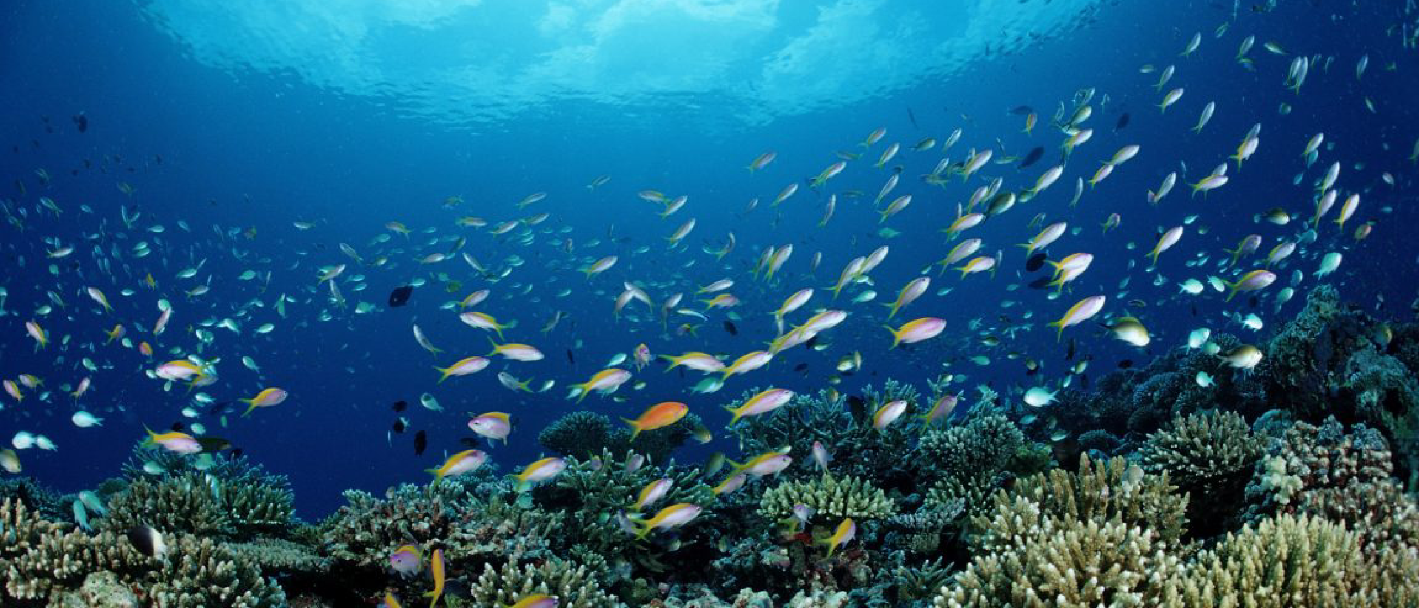 NOAA’s New Priorities Endanger Marine Life and Fisheries