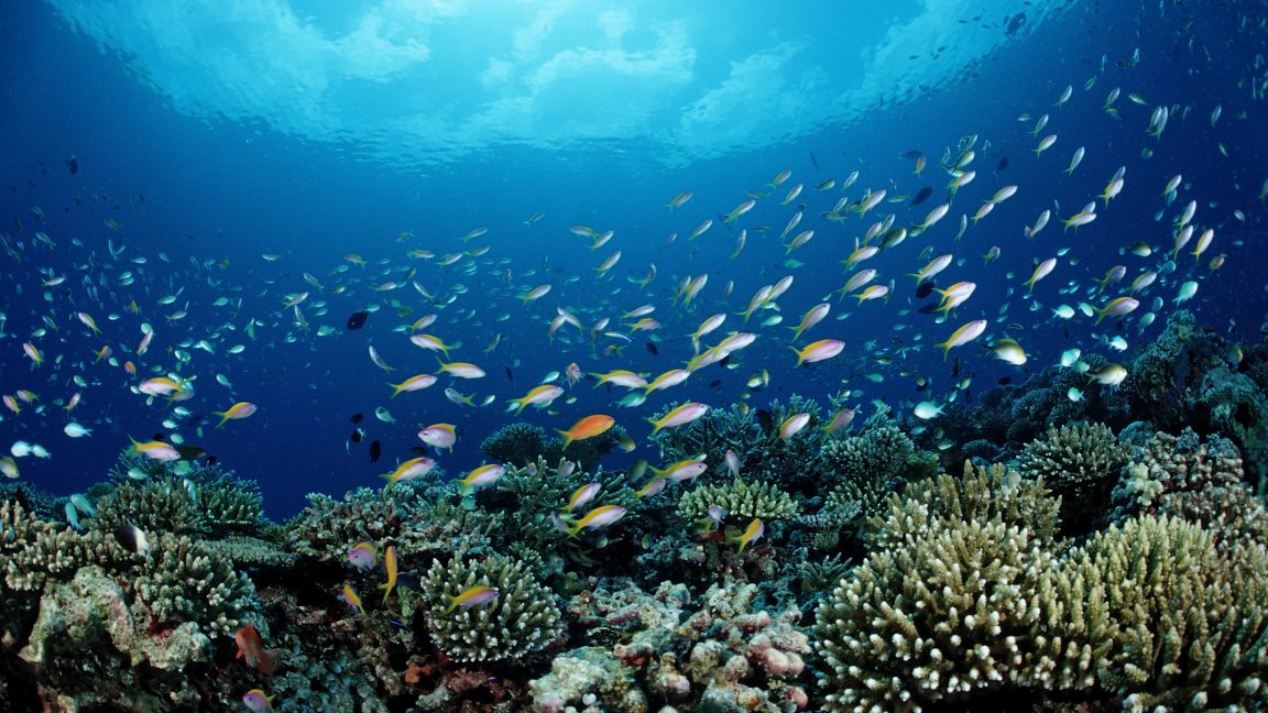 NOAA’s New Priorities Endanger Marine Life and Fisheries