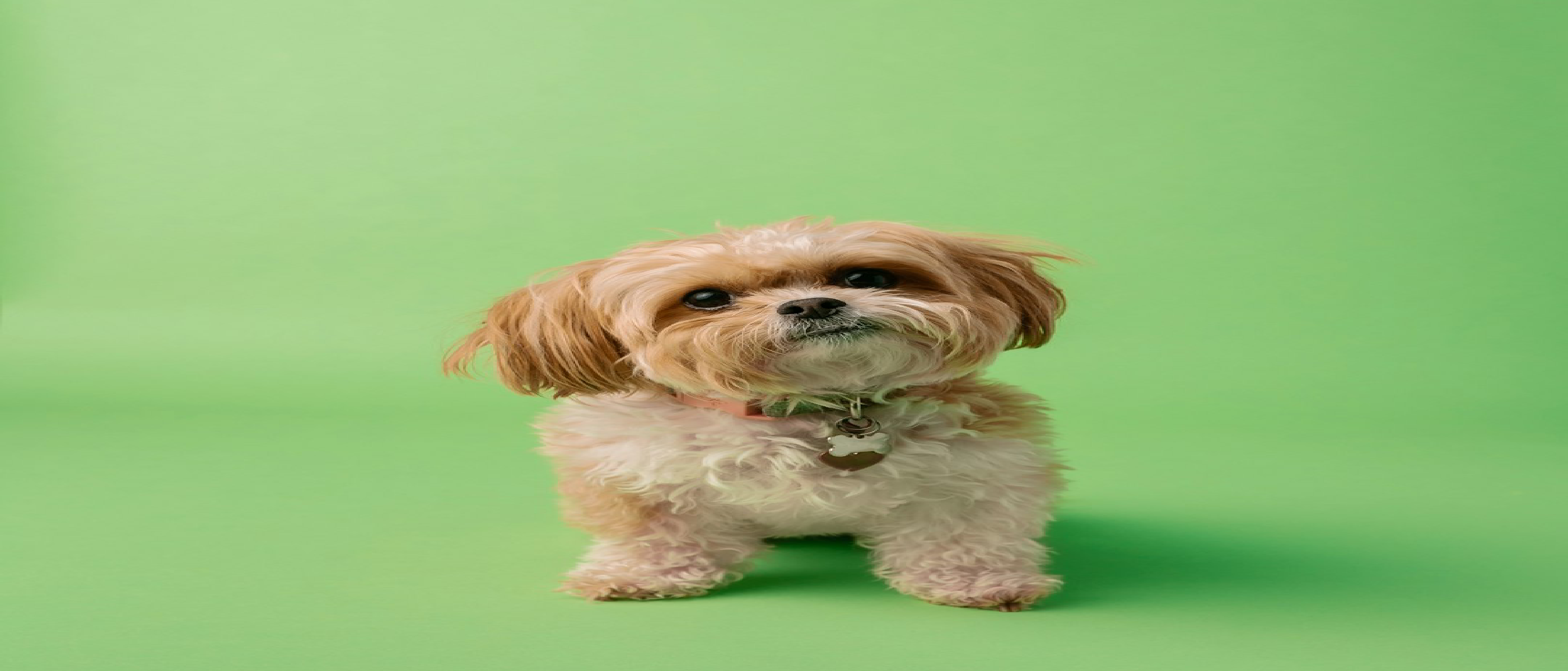 Pet Cameras Review 2026