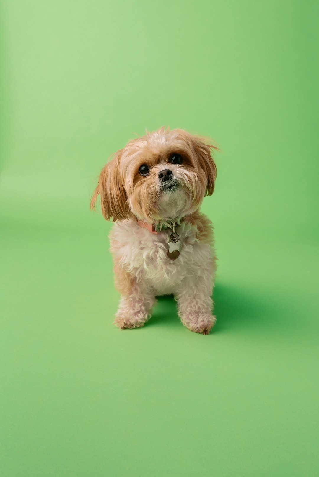 Pet Cameras Review 2026