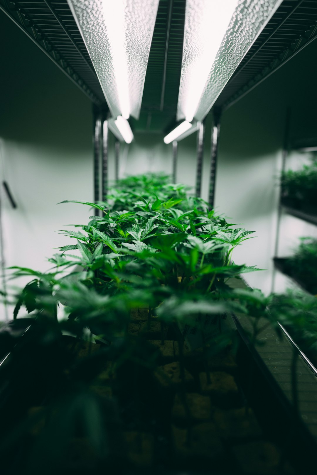 Top LED Grow Lights for Houseplants This Winter
