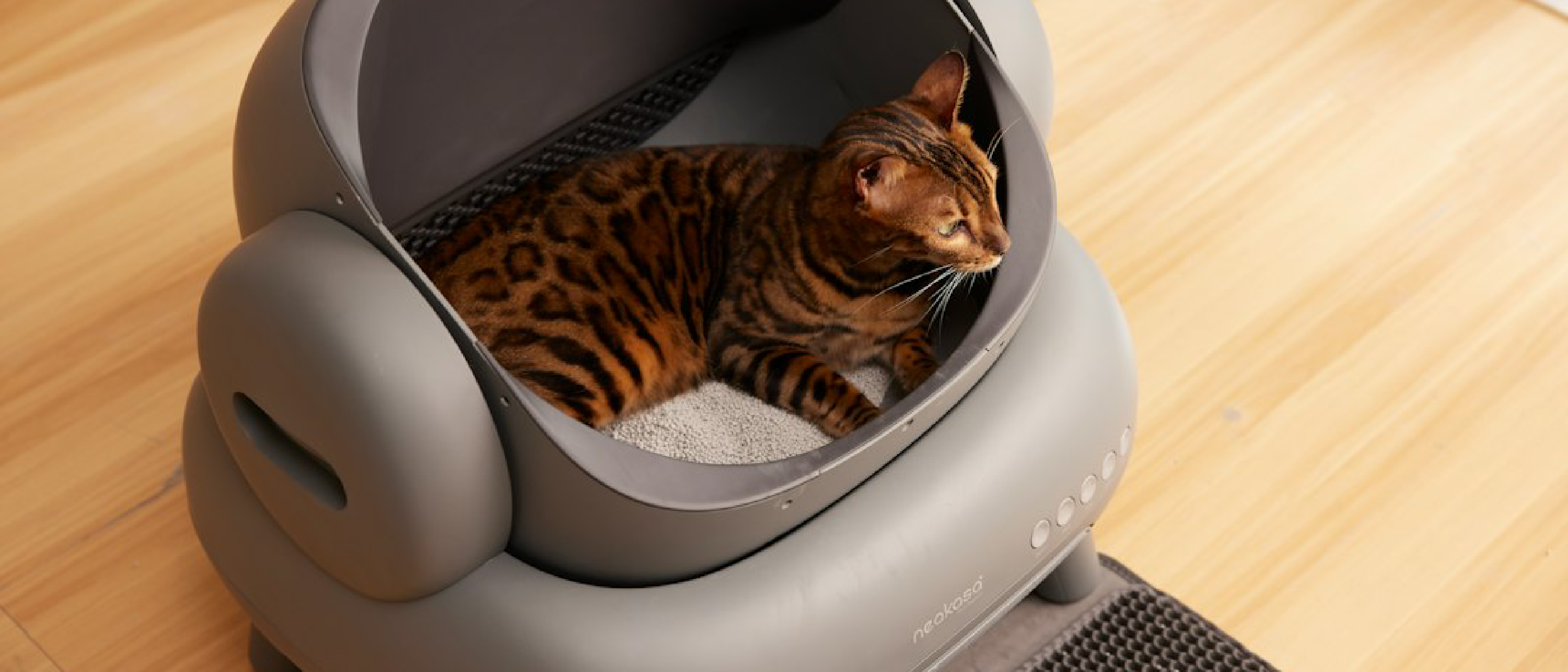 12 Best Automatic Cat Feeders 2026: Tech & Rankings