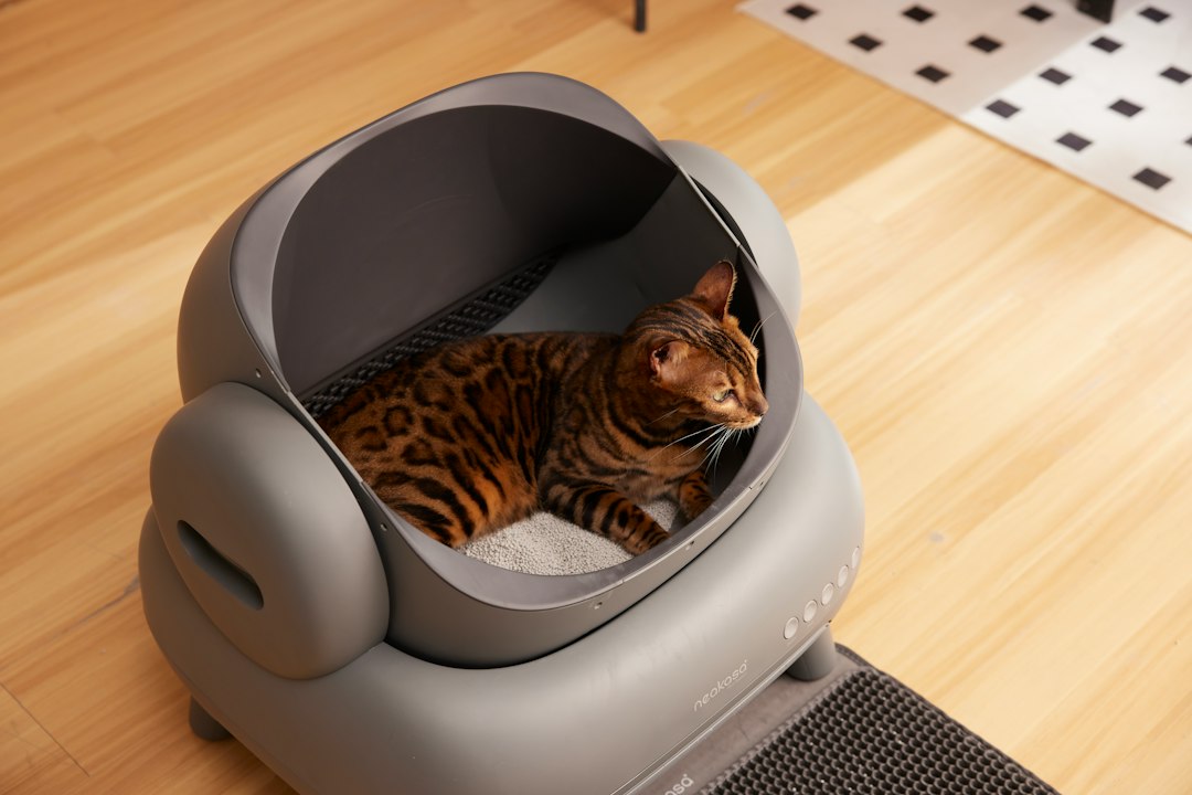 12 Best Automatic Cat Feeders 2026: Tech & Rankings