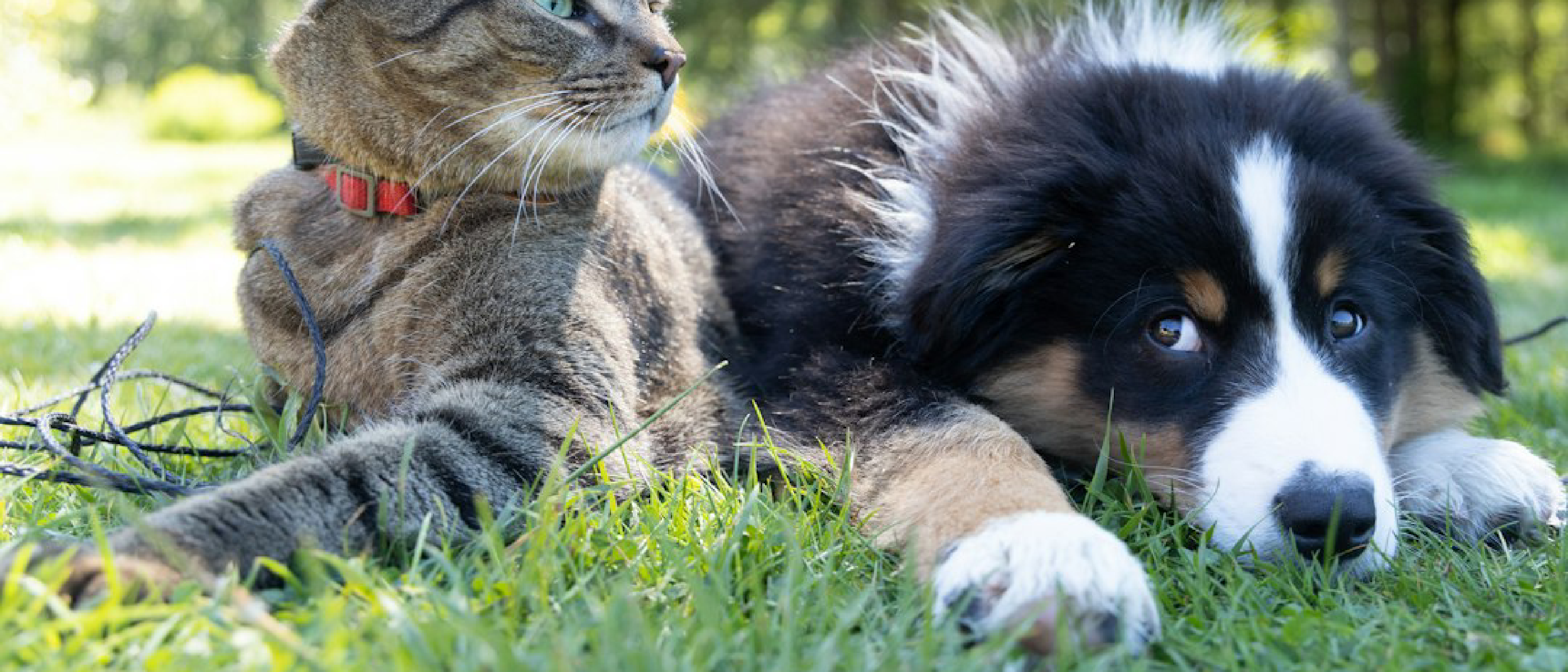 Top At‑Home Pet DNA Tests: Breed, Health & Accuracy