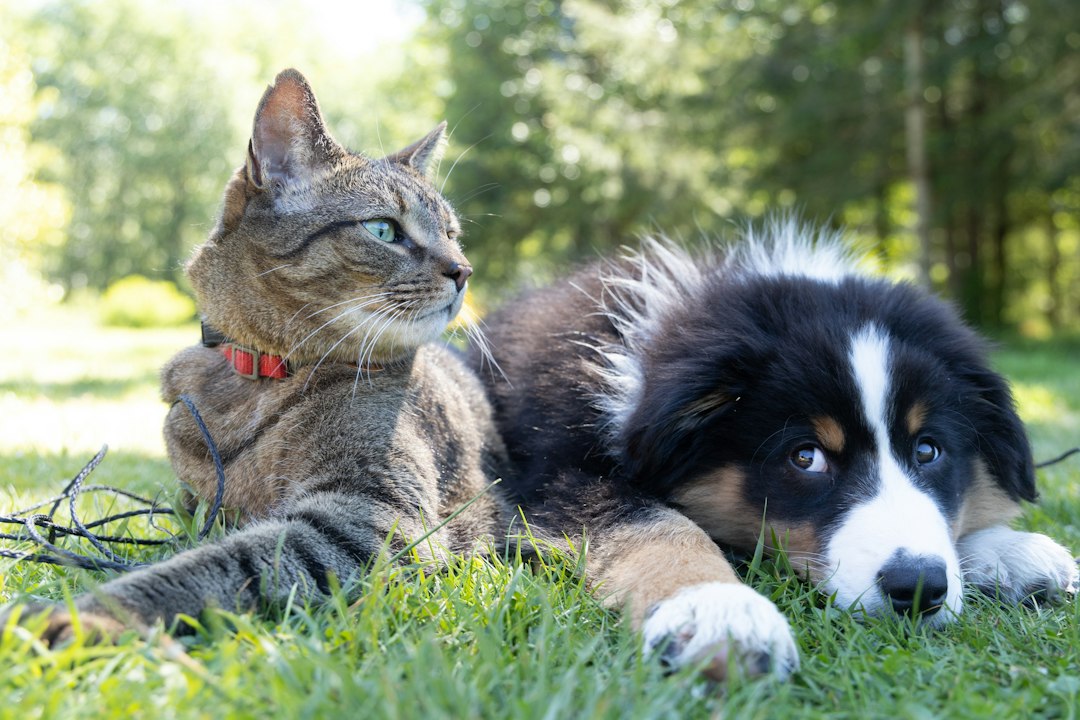 Top At‑Home Pet DNA Tests: Breed, Health & Accuracy