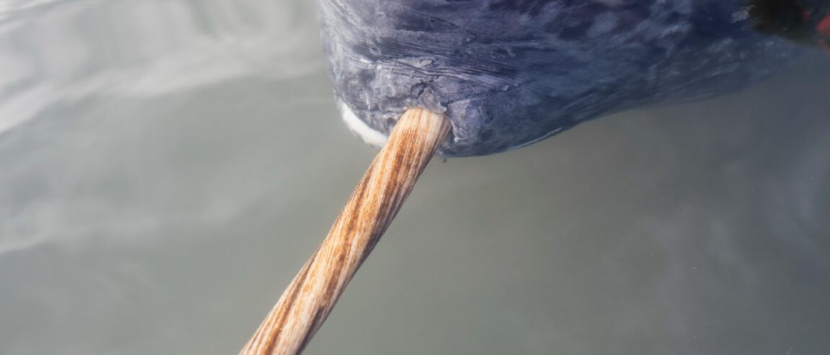 Narwhal Tusks Reveal Hidden Dual Spiral Mystery