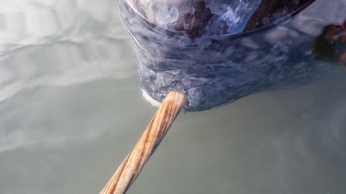 Narwhal Tusks Reveal Hidden Dual Spiral Mystery